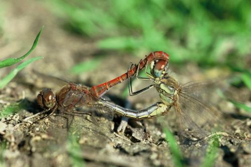 Réf. 216 495 : Sympetrum sp.